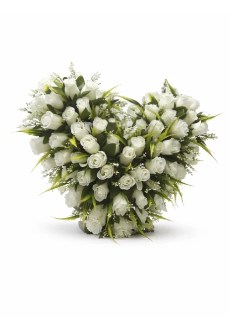 Coeur rose blanche, feuillage