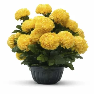 Composition fleurs jaune