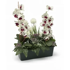 Jardinière orchidée blanche, taches fuchsiat
