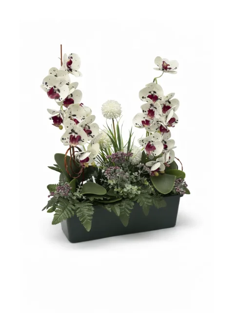 Jardinière orchidée blanche, taches fuchsiat