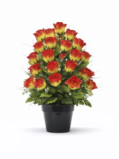 Pot de rose orange dégradé jaune