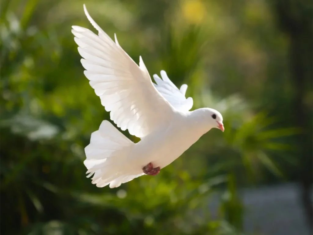 Colombe