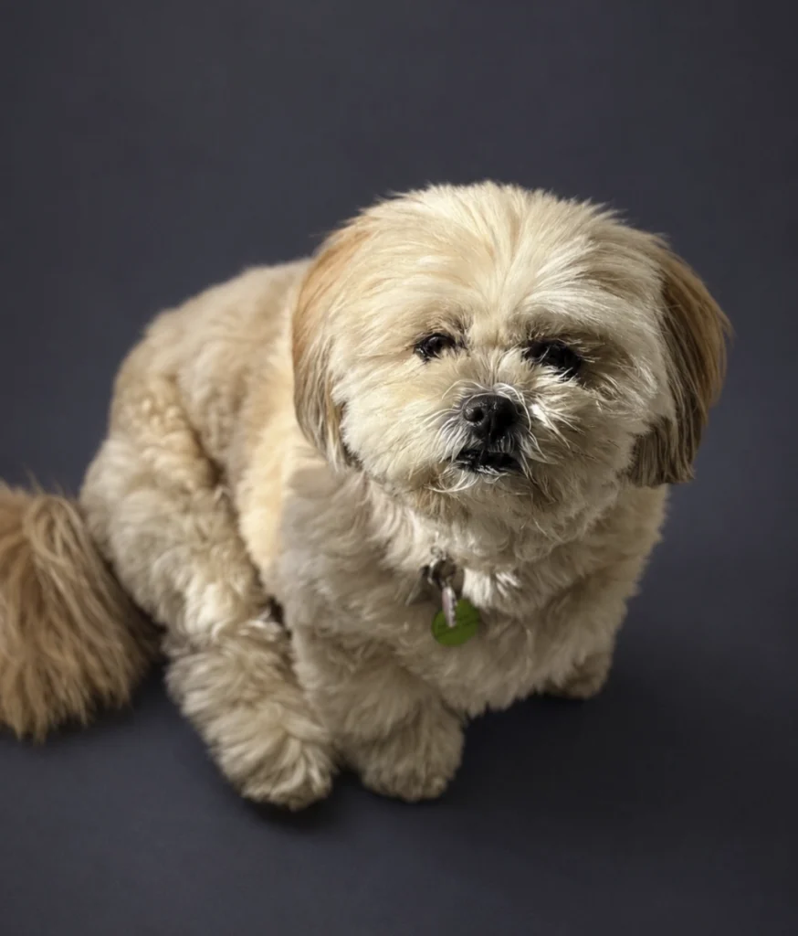 Photo portrait Fifi 1024